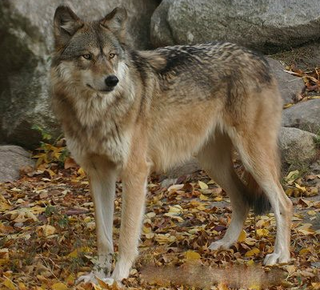 Canis lupus (Lup) Canis lupus (Lup)