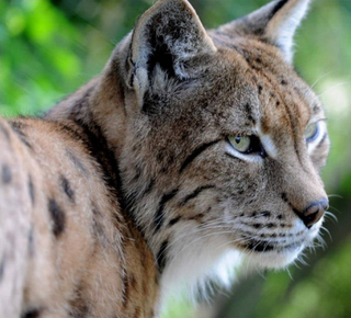 Lynx lynx (Râs) Lynx lynx (Râs)