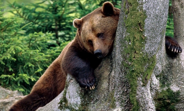 Ursus arctos (Urs brun) Ursus arctos (Urs brun)