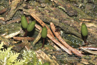 Buxbaumia viridis Buxbaumia viridis