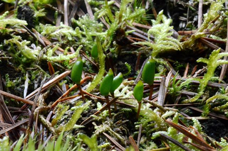 Buxbaumia viridis Buxbaumia viridis