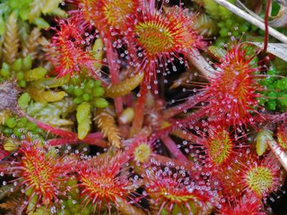 Drosera rotundifolia Drosera rotundifolia