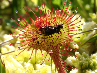 Drosera rotundifolia Drosera rotundifolia