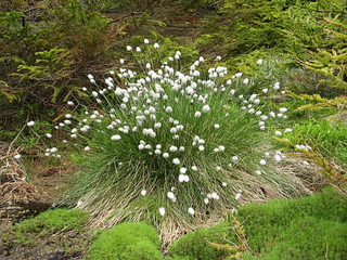 Eriophorum vaginatum Eriophorum vaginatum