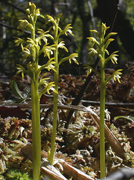 Corallorhiza trifida Corallorhiza trifida
