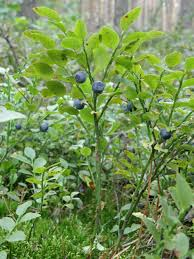 Vaccinum myrtillus Vaccinum myrtillus