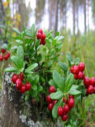 Vaccinium vitis idaea Vaccinium vitis idaea