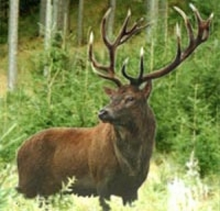 Cerb (Cervus elaphus) Cerb (Cervus elaphus)