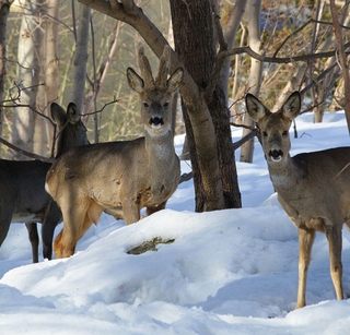 Căprior (Capreolus capreolus) Căprior (Capreolus capreolus)