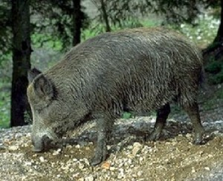 Mistreţ (Sus scrofa) Mistreţ (Sus scrofa)