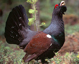Cocoş de munte (Tetrao urogallus) Cocoş de munte (Tetrao urogallus)