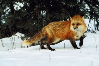 Vulpe (Vulpes vulpes) Vulpe (Vulpes vulpes)