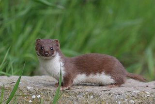 Nevăstuică (Mustela nivalis) Nevăstuică (Mustela nivalis)